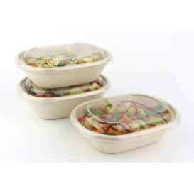 Suikerriet Container 620ml 19x15x5cm (300 stuks)